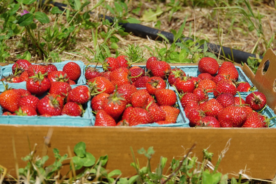 Strawberry containers at market